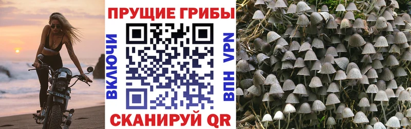Галлюциногенные грибы ЛСД  Купить  Ахтубинск 
